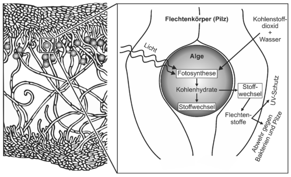 Schematische Darstellung einer Flechte: Querschnitt mit Algenzelle, Fotosynthese und Stoffwechselprozessen